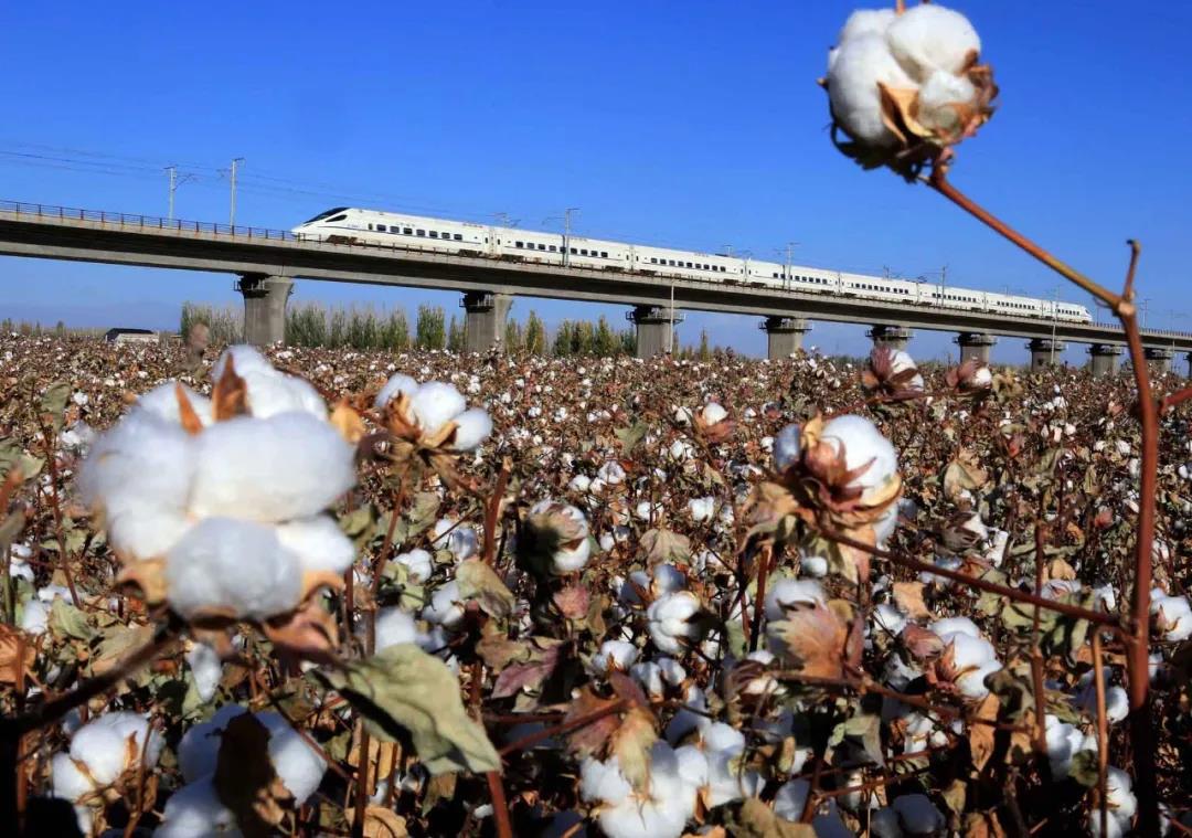大量外貿(mào)廠商收到“棉花禁用”通知！亞馬遜疑下架中國(guó)棉制品！