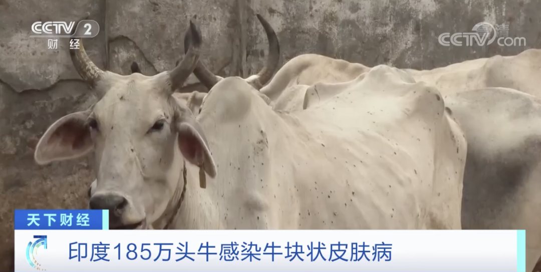 印度：禁止出口，禁止運(yùn)輸交易