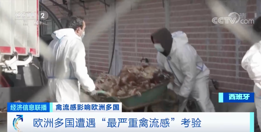 麻煩了！ “史上最嚴重”，近十個國家爆發(fā)禽流感！超過5230萬只禽類被宰殺......